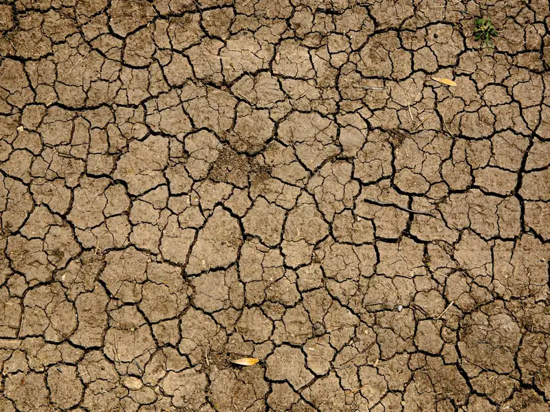 Dry brown clay soil split into a network of deep shrinkage cracks