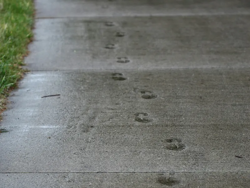 Fresh footprints pressed into a new concrete sidewalk running between strips of grass